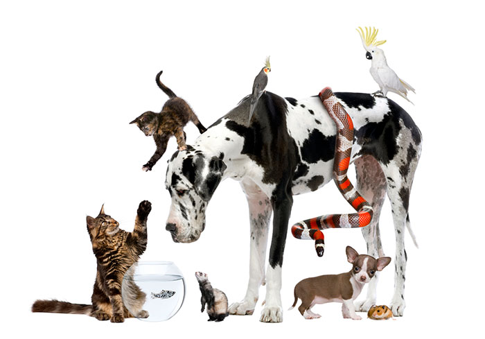 Animals pet variaties