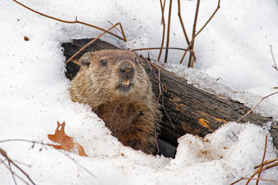 Bigstock groundhog emerging from a snow 279432439