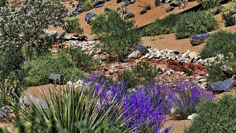 Desert landscaping